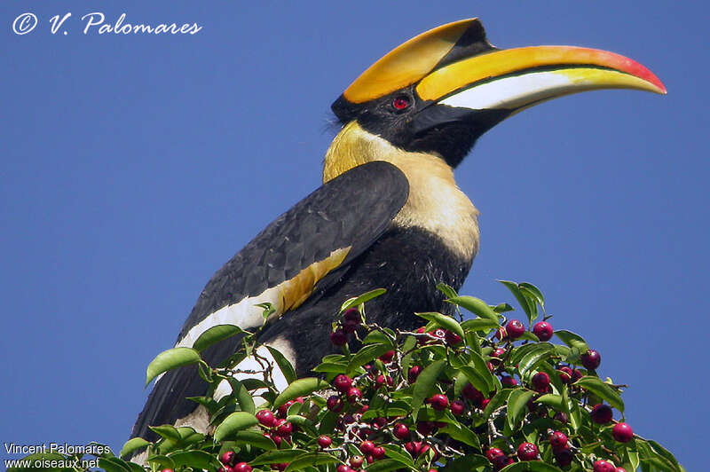 Great Hornbill male adult, close-up portrait, aspect