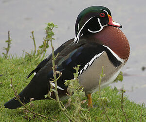 Wood Duck