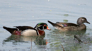 Wood Duck