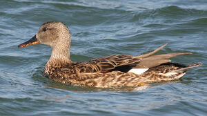 Canard chipeau