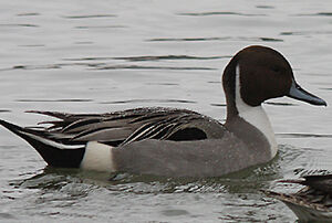 Northern Pintail 
&copy; Vincent Palomares