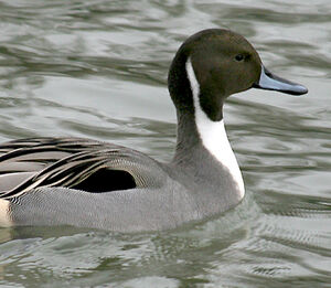 Northern Pintail 
&copy; Vincent Palomares