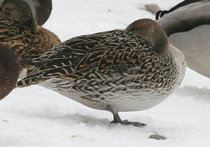 Canard pilet