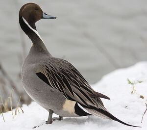 Northern Pintail 
&copy; Vincent Palomares