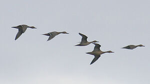 Northern Pintail