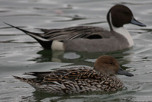 Northern Pintail