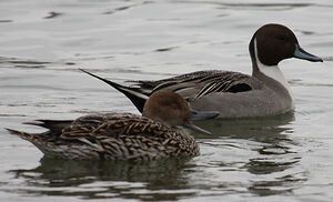 Northern Pintail 
&copy; Vincent Palomares