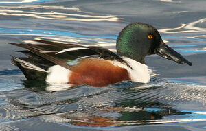 Northern Shoveler 
&copy; Vincent Palomares