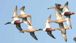 Northern Shoveler 
&copy; Vincent Palomares