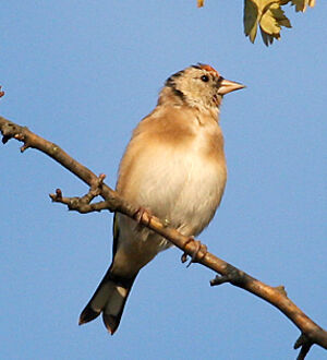 European Goldfinch 
&copy; Vincent Palomares