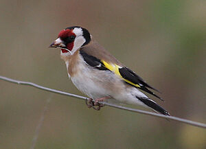 European Goldfinch 
&copy; Vincent Palomares