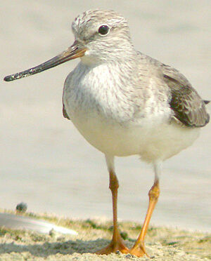 Terek Sandpiper