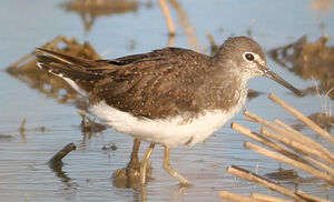Green Sandpiper