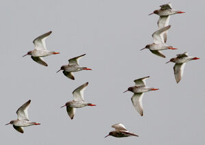 Common Redshank