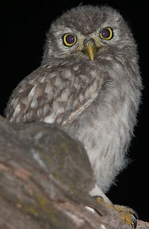 Little Owl