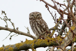 Little Owl