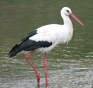 Cigogne blanche