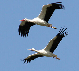Cigogne blanche