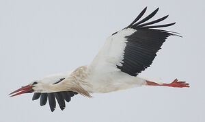 Cigogne blanche