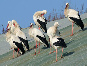 Cigogne blanche