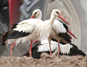 Cigogne blanche