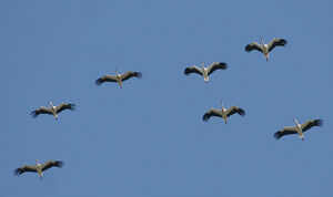 Cigogne blanche