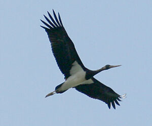 Cigogne noire