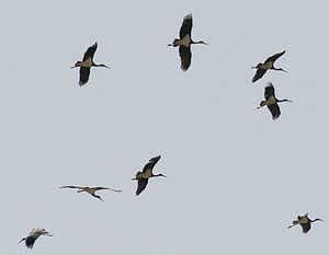 Cigogne noire