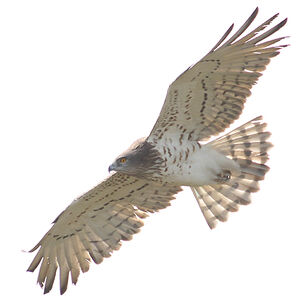 Short-toed Snake Eagle
