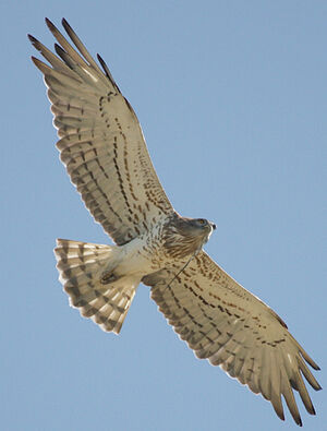 Short-toed Snake Eagle