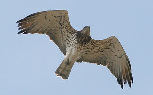 Short-toed Snake Eagle