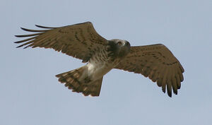 Short-toed Snake Eagle