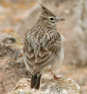 Thekla Lark