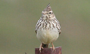 Thekla Lark