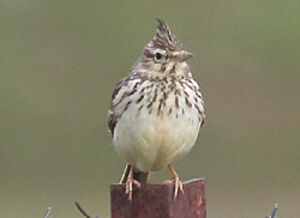 Thekla Lark