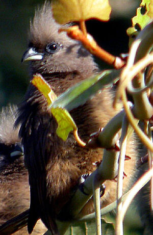 Speckled Mousebird