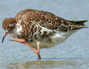 Ruff