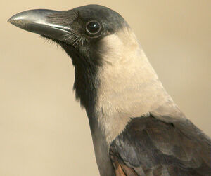 House Crow