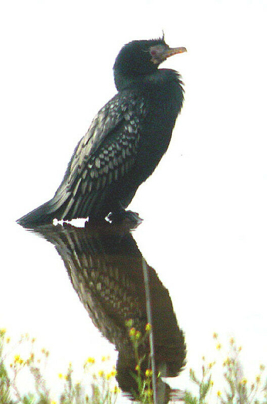 Reed Cormorant