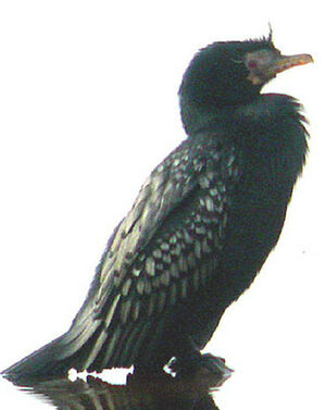 Cormoran africain