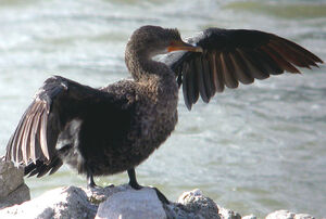 Cormoran couronn�