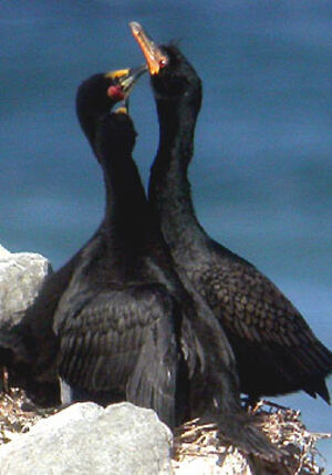 Cormoran couronn�