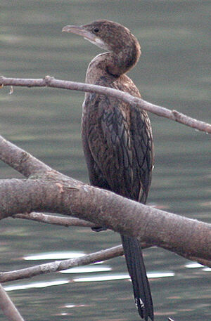 Pygmy Cormorant
