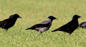 Hooded Crow