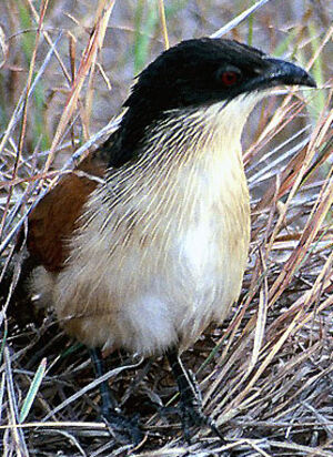Coucal de Burchell