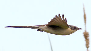 Great Spotted Cuckoo