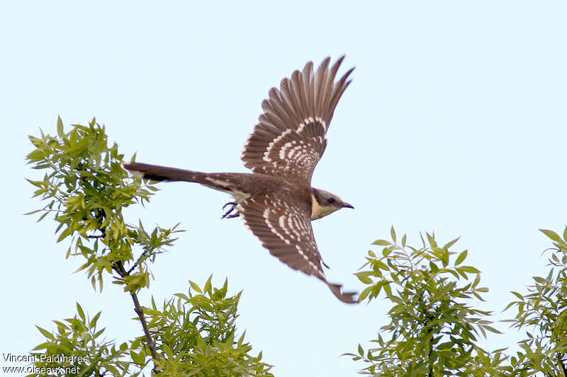 Great Spotted CuckooSecond year, Flight