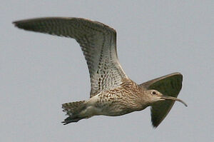 Eurasian Curlew 
&copy; Vincent Palomares