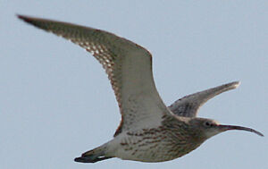 Eurasian Curlew 
&copy; Vincent Palomares