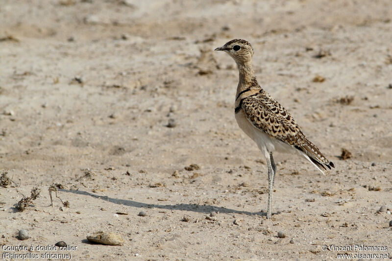 Double-banded Courser, walking